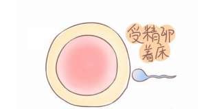 試管嬰兒胚胎移植時(shí)間為何被延遲？