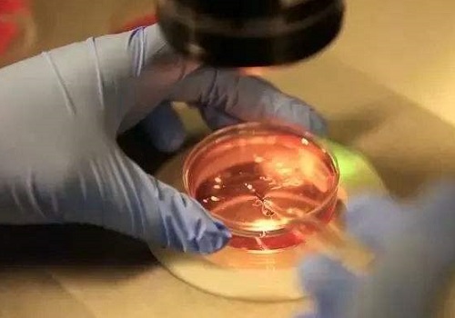 試管嬰兒移植后的著床痛嗎？是怎么個痛法？